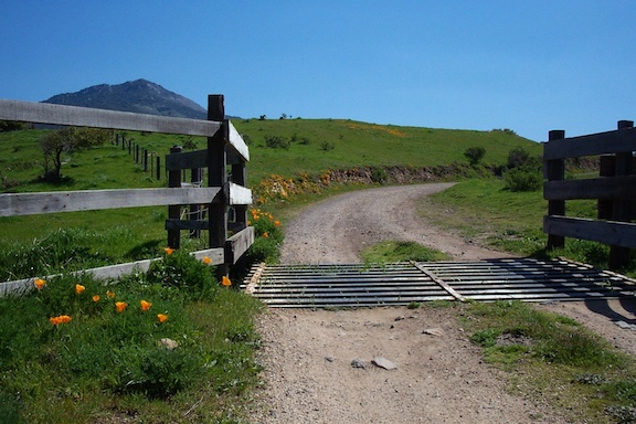 Big Sur Cattle Crossing - March 27, 2002