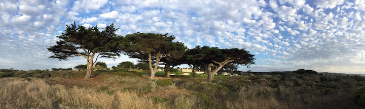 Ocean Road Trees and Mackerel Sky - October 2016