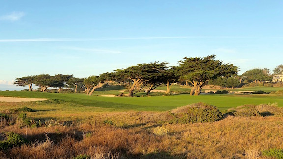 Ocean Road Trees Nov 2017