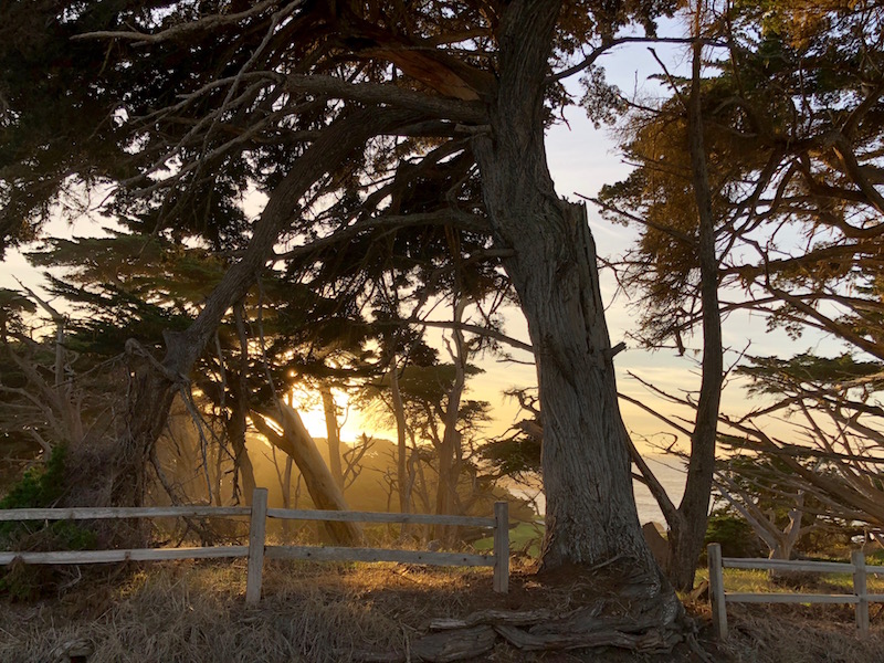 Cypress Point at Sunset - January 31, 2018
