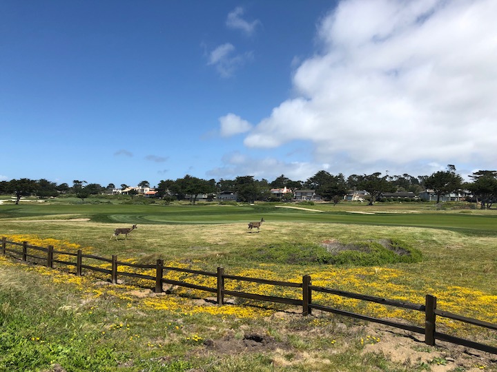Deer Behind Fence 17 Mile Drive