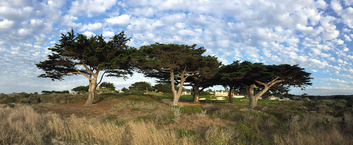 MPCC Trees at Sunset