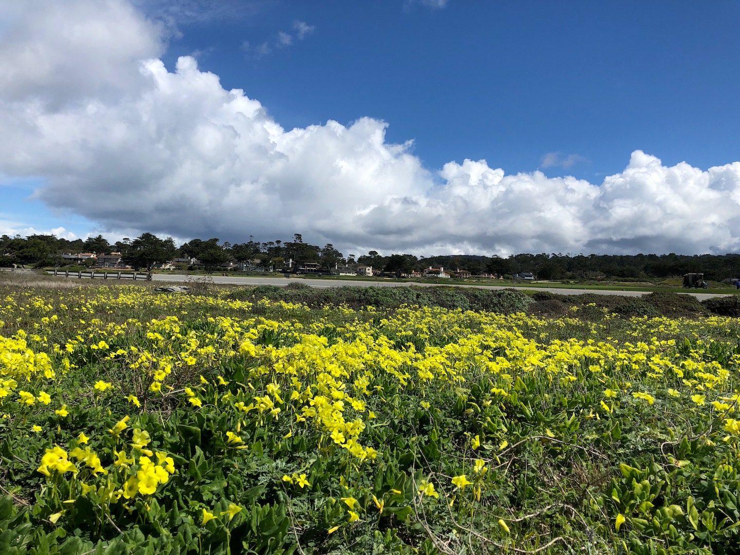 Mustard Cloud