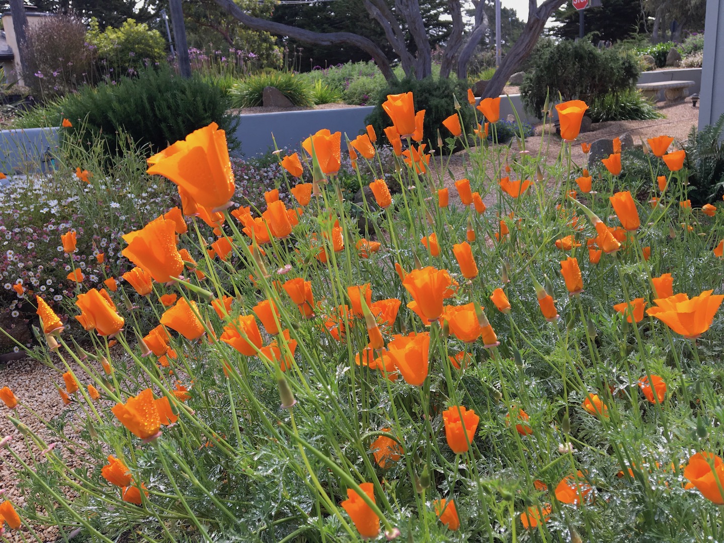 PoppiesDriveway