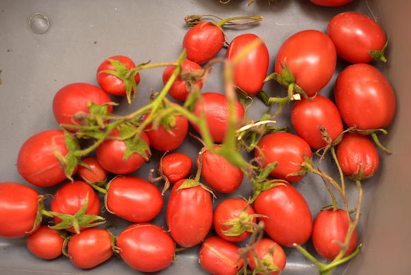 TomatoHarvest