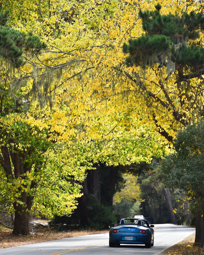 Fall Colors