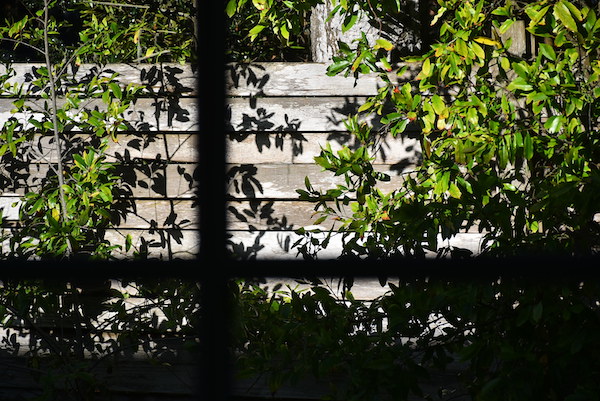 Nikkor@95mm